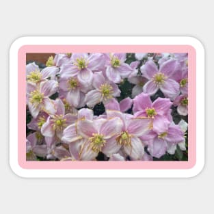 Clematis Sticker